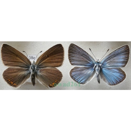 Polyommatus amandus (Schneider, 1792) pair Modraszek amandus Poland38e